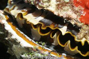 Orange-mouth Thorny Oyster by Olivier Notz 